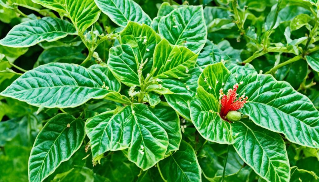 Common Pests of Braided Hibiscus