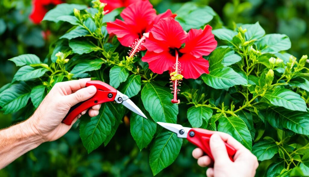 Hibiscus Pruning