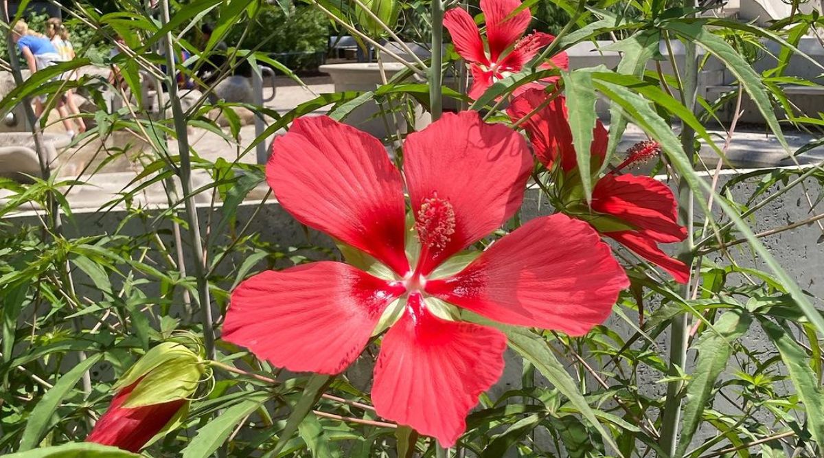 Hibiscus coccineus (Texas Star)