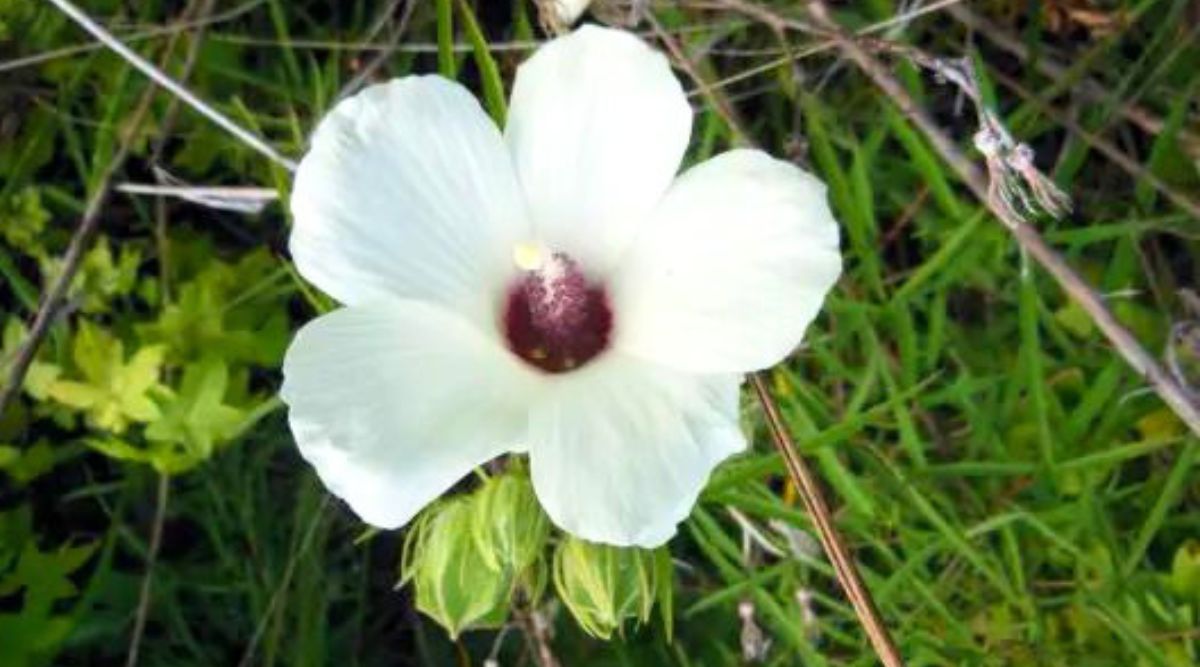 Hibiscus dasycalyx (Neches River Rosemallow)