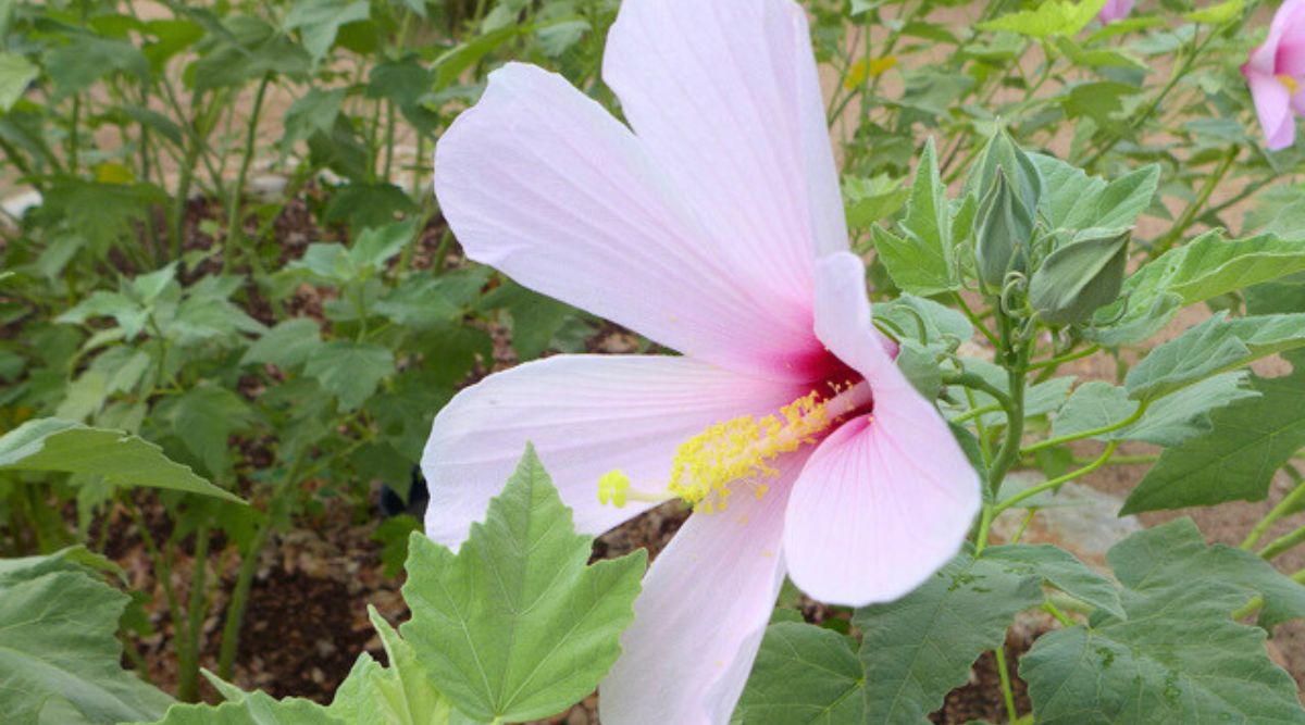 Hibiscus grandiflorus (Swamp Rose Mallow)