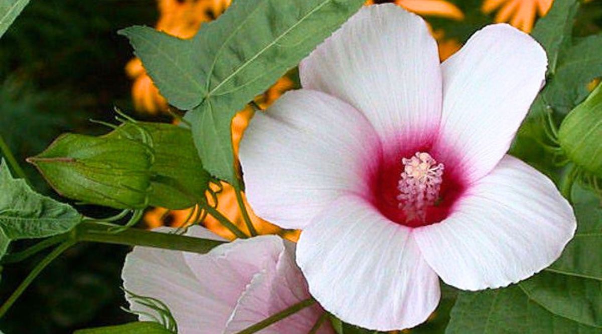 Hibiscus laevis (Halberdleaf Rosemallow)