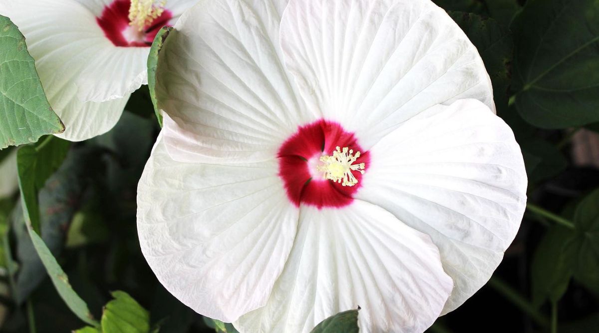 Hibiscus moscheutos (Common Rose Mallow)