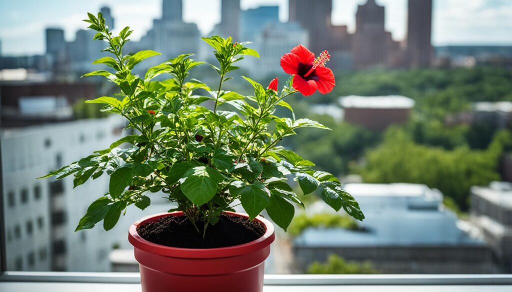 cajun hibiscus container planting