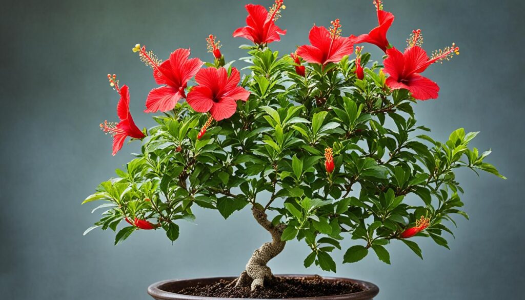 dwarf hibiscus bonsai