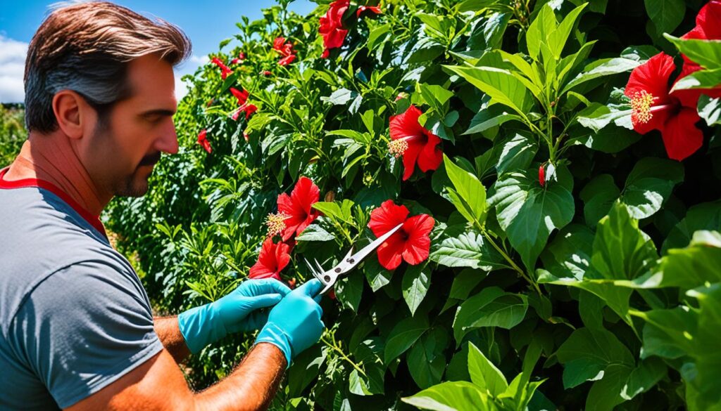 harvesting hibiscus sabdariffa