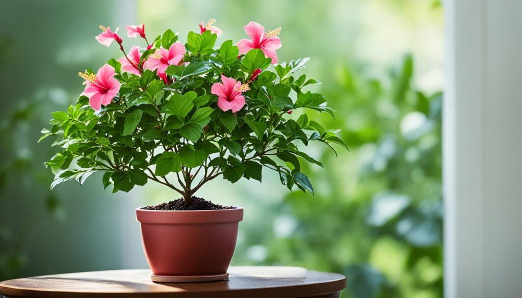 hibiscus bonsai