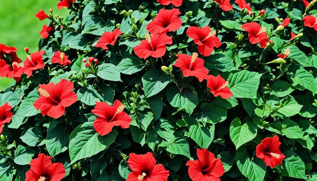 hibiscus fertilizer