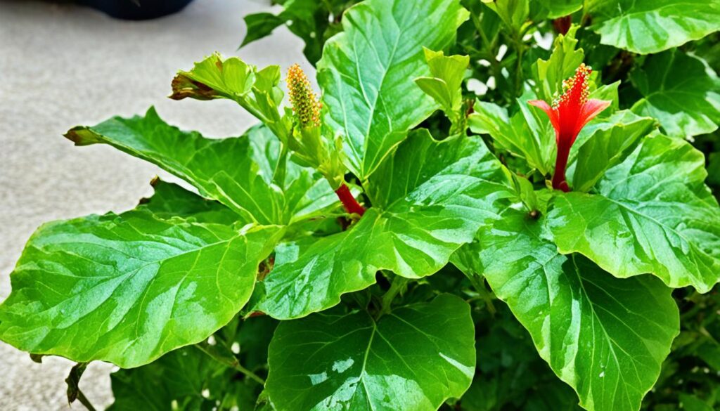 hibiscus pests florida