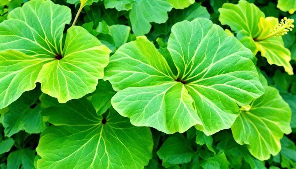 hibiscus yellowing leaves