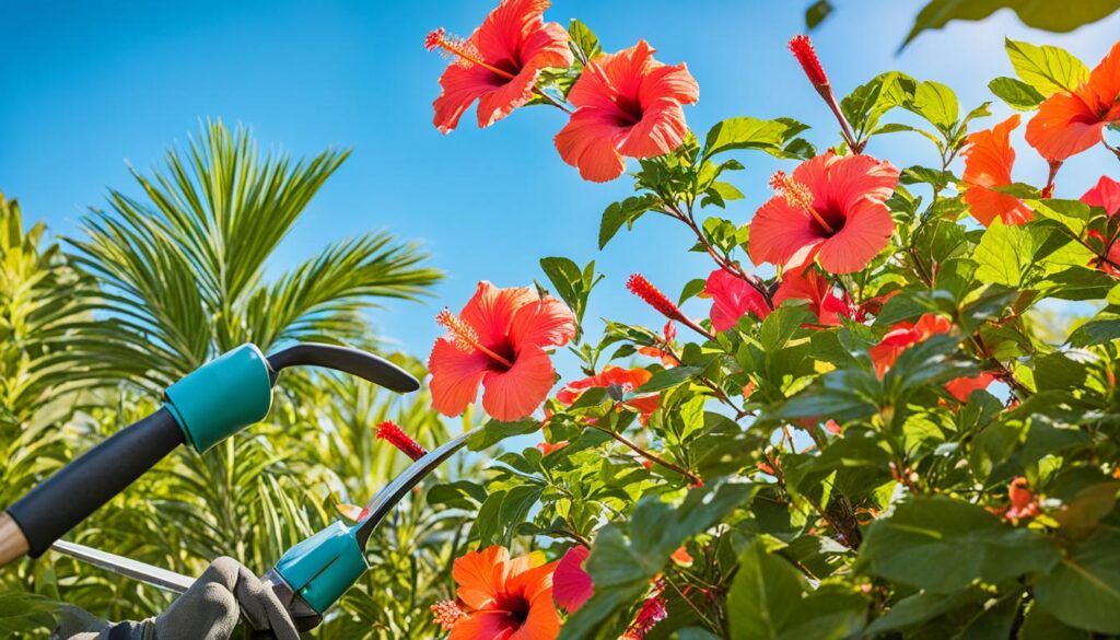 south florida hibiscus care in fall and winter