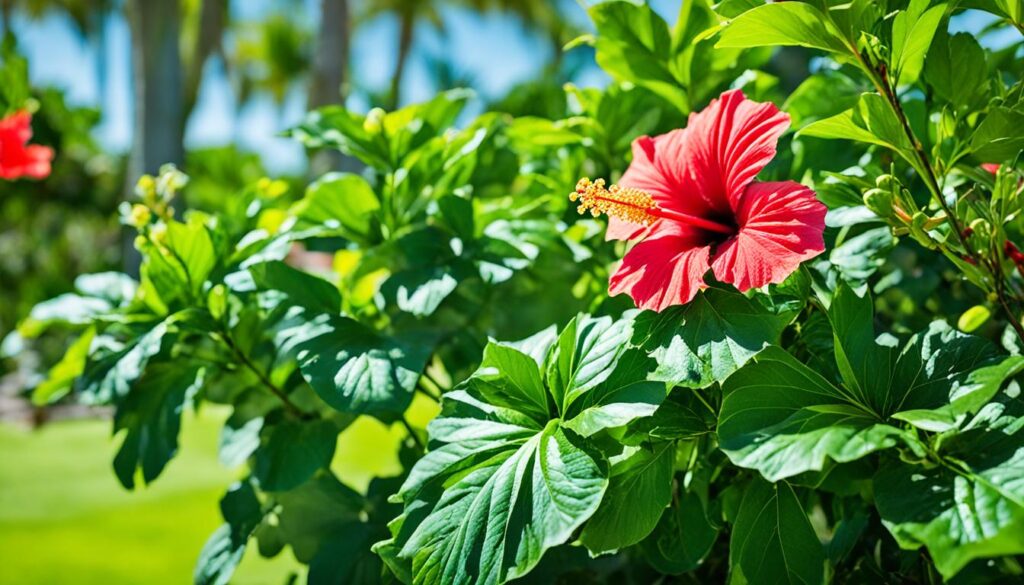 south florida summer hibiscus care