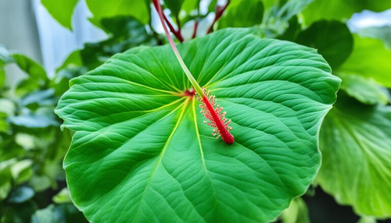 why are my hibiscus leaves drooping