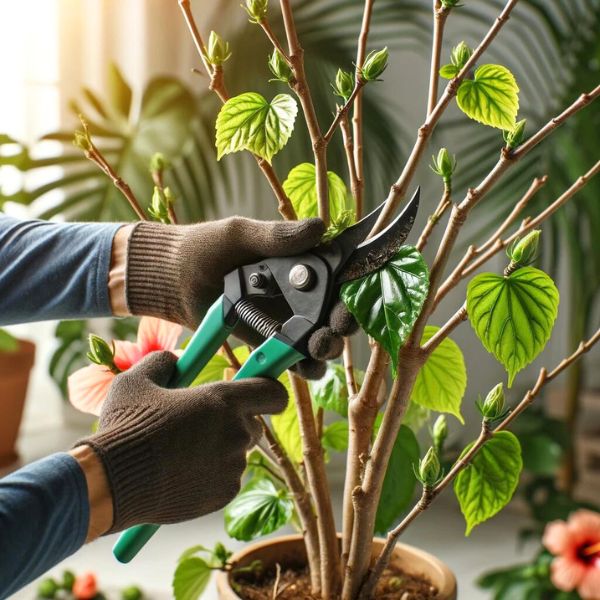 Shaping and Pruning Encouraging Bountiful Blooms