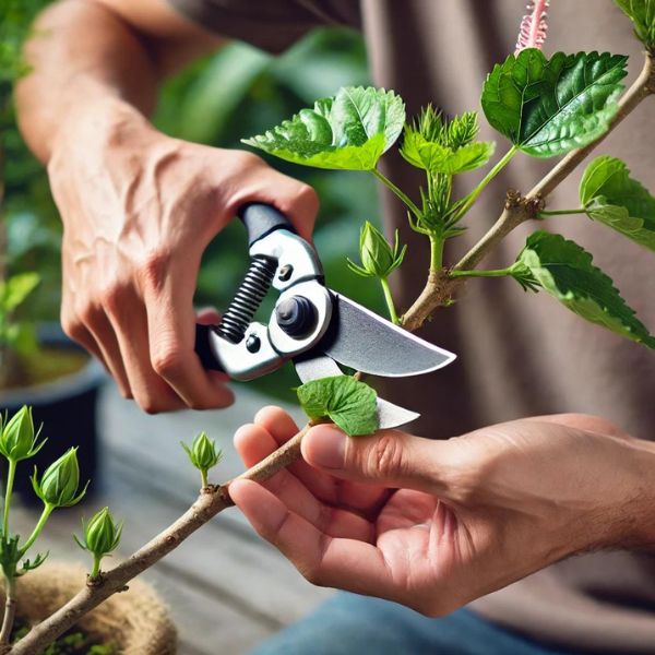 The Benefits of Pruning Hibiscus